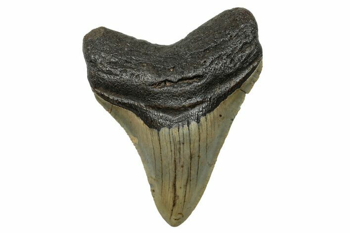 Serrated, Fossil Megalodon Tooth - North Carolina #272503